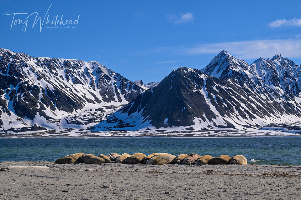 Photo of a huddle of walrus at Smeerenburg