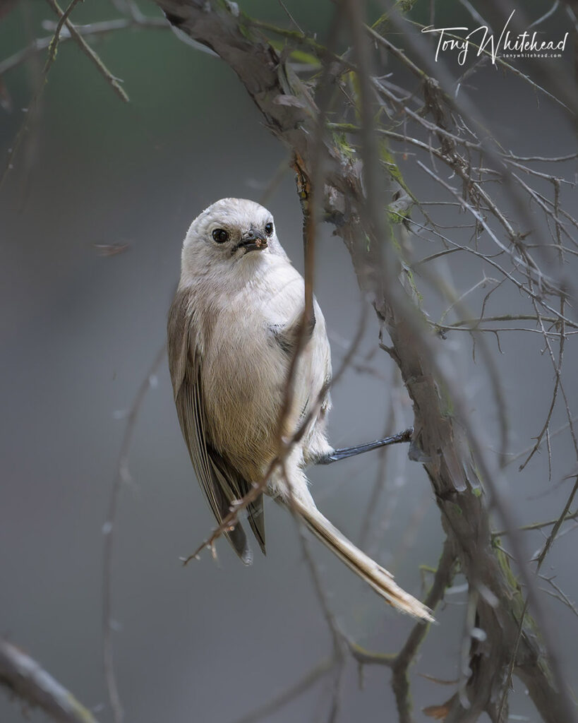 Photo of Pōpokatea/Whitehead