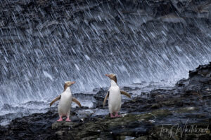 New Zealand Geographic Photographer of the Year Finalist again – 2025 Edition