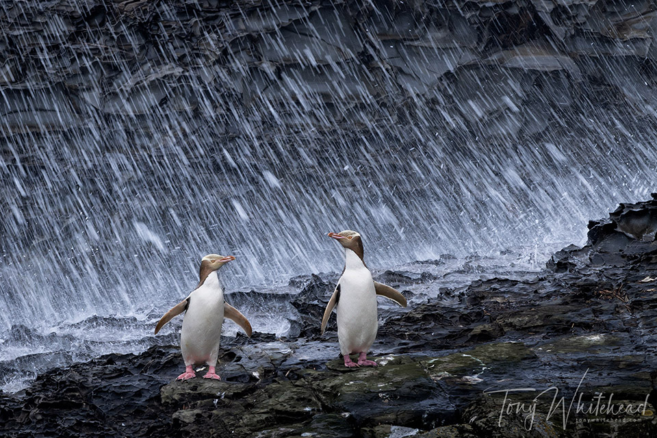 New Zealand Geographic Photographer of the Year Finalist again – 2025 Edition