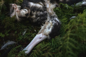 Photo of a Dead Bird Wins Wildlife Competition