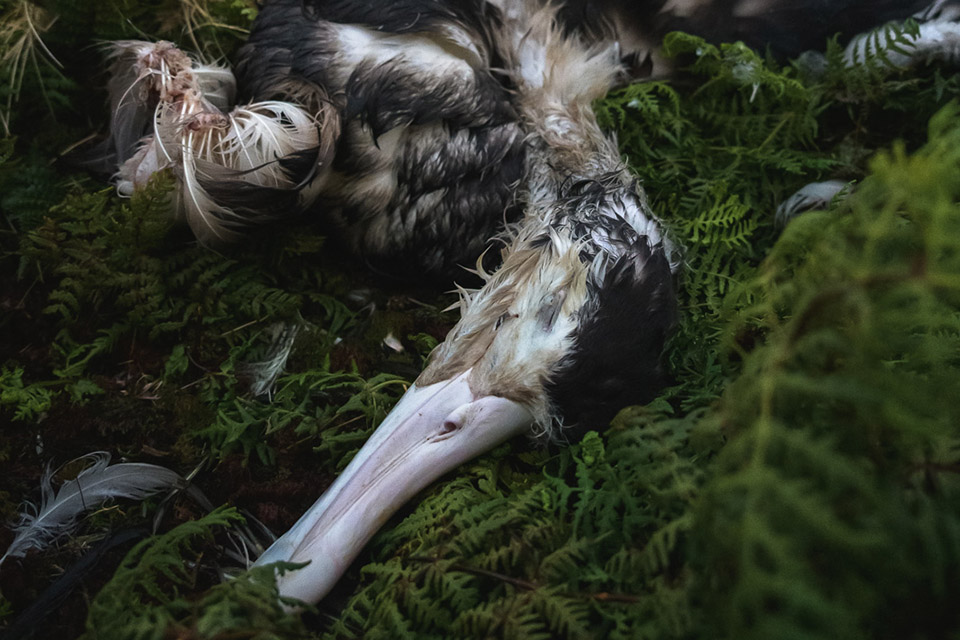 Photo of a Dead Bird Wins Wildlife Competition