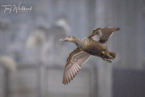 A Final Visit to the Longyearbyen Dog Yards