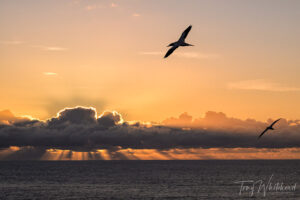 Muriwai Gannets Revisited 2025