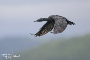 Nikon Z9 Firmware 5.3 Surpasses Nikon Z8 for Birds and Wildlife Photography