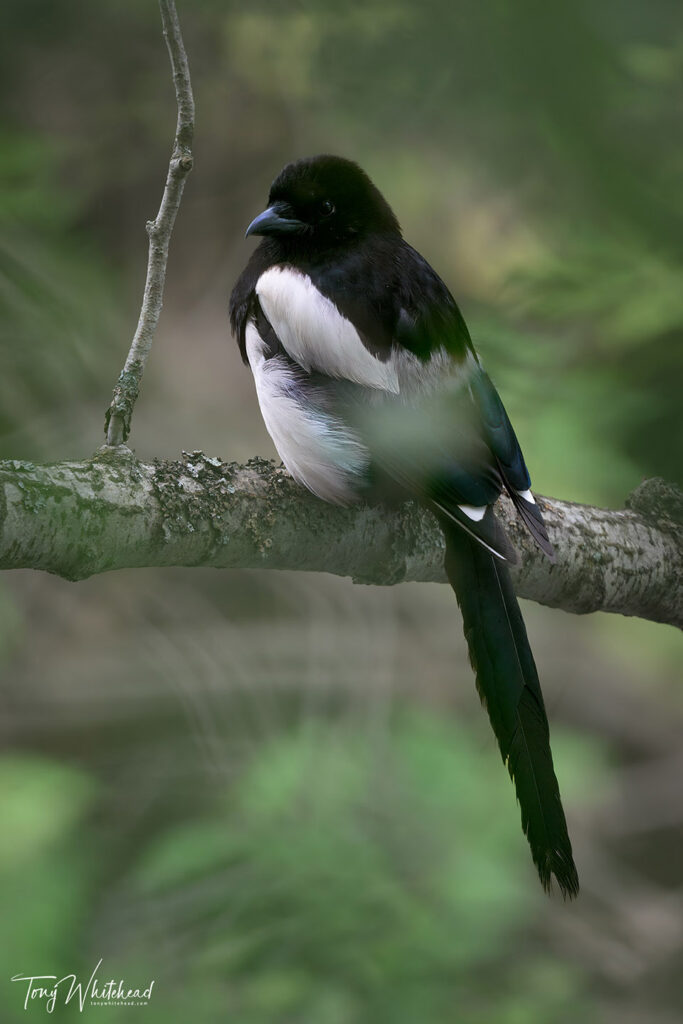 Photo of a magpie 