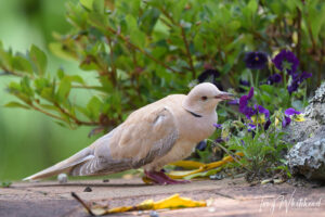 New Year 2026 Visitors