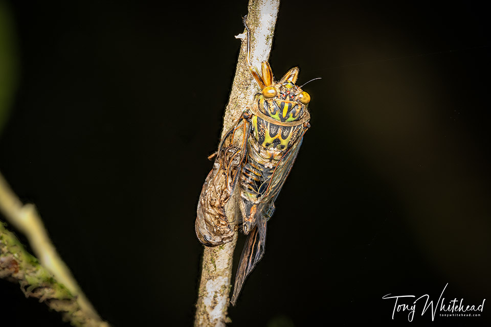 Dead adult Chorus cicada with incompletely inflated wind and some bulging in the wings suggesting haemolymph blistering
