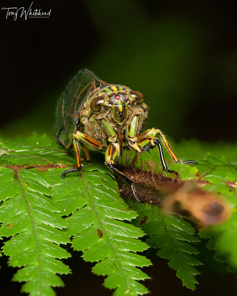 Front view of an adult Chorus cicada resting on a tree fern frond