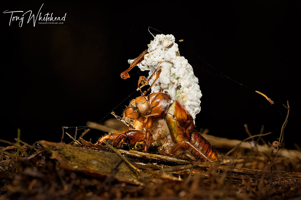 Fungus infected Chorus cicada adult stuck emerging from the nymphal shuck