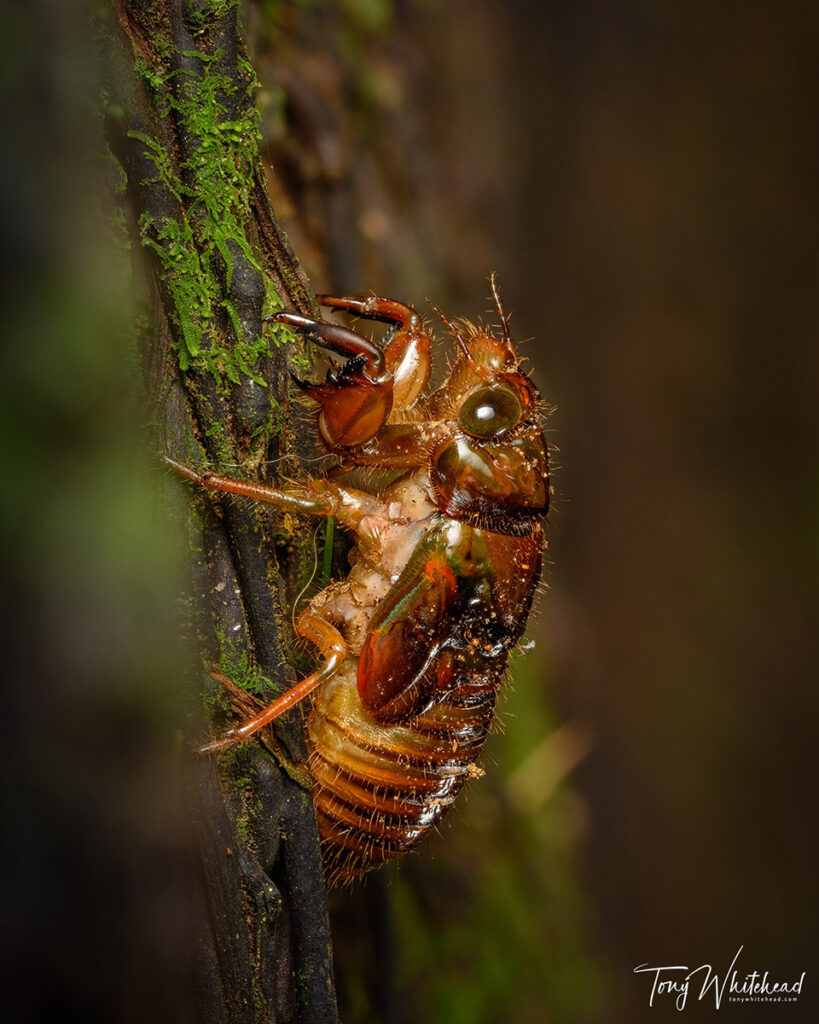 In camera focus bracketed 6 image focus stack of a Chorus cicada nymph