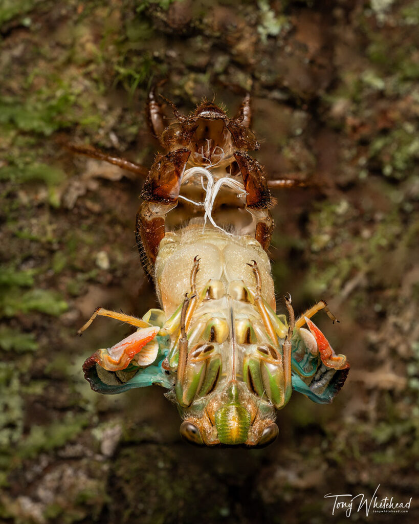Top down view of the emerging adult Chorus cicada