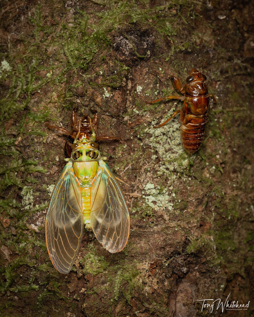Fresh emerged adult Chorus cicada with inflating wings being passed by another nymph climbing the tree to begin metamorphosis