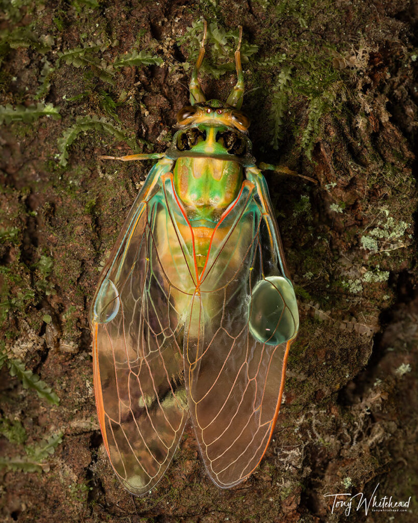 Chorus cicada with haemolymph blisters in wings