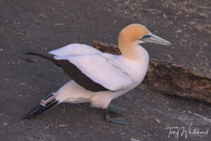 Tagged Gannets at Muriwai