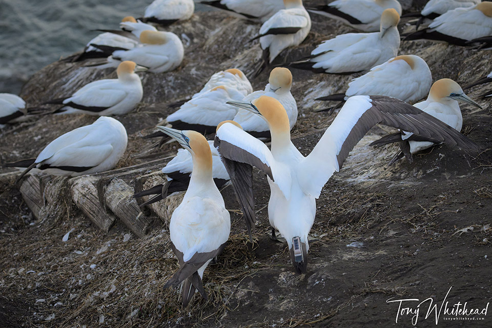 GPS tagged gannet greeting it's partner on returning to the nest site
