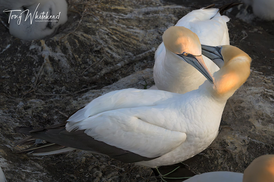 GPS tagged gannet greeting partner on the nest with a nestling