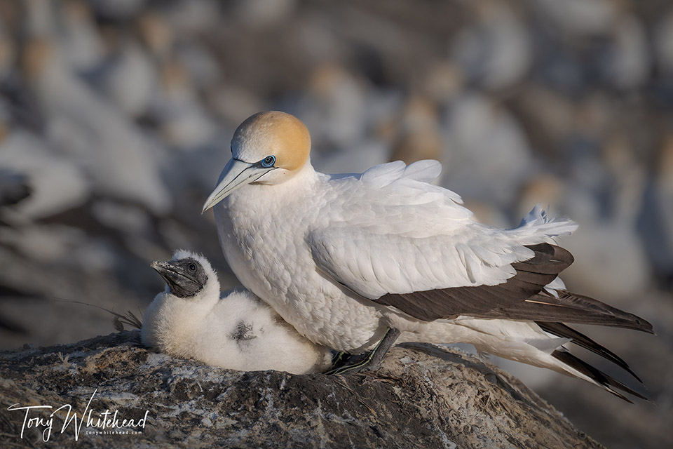 Gannet on the nest with a nestling