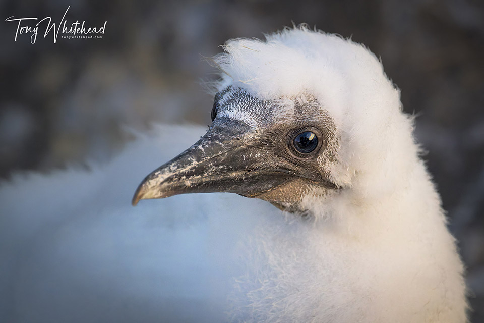 Gannet chick watching adults pass overhead