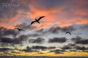 Muriwai Gannets January 2026
