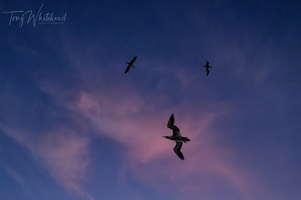 Gannets flying well after sunset