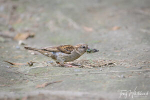 Chorus Cicadas 3 – Bird Feast