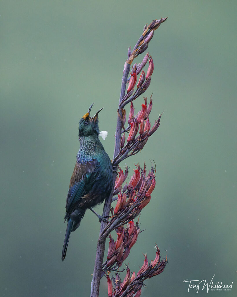 Photo of Tui singing in the rain
