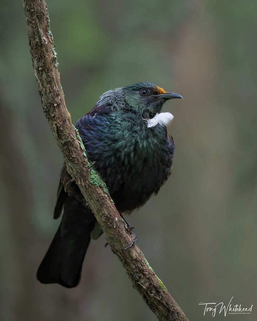 Photo of a Tui in dark forest