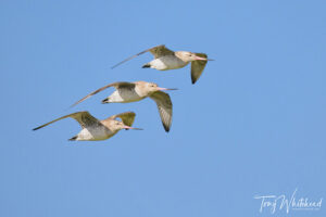 Pūkororo/Miranda Godwits