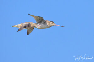 Bar-tailed Godwits Male and Female